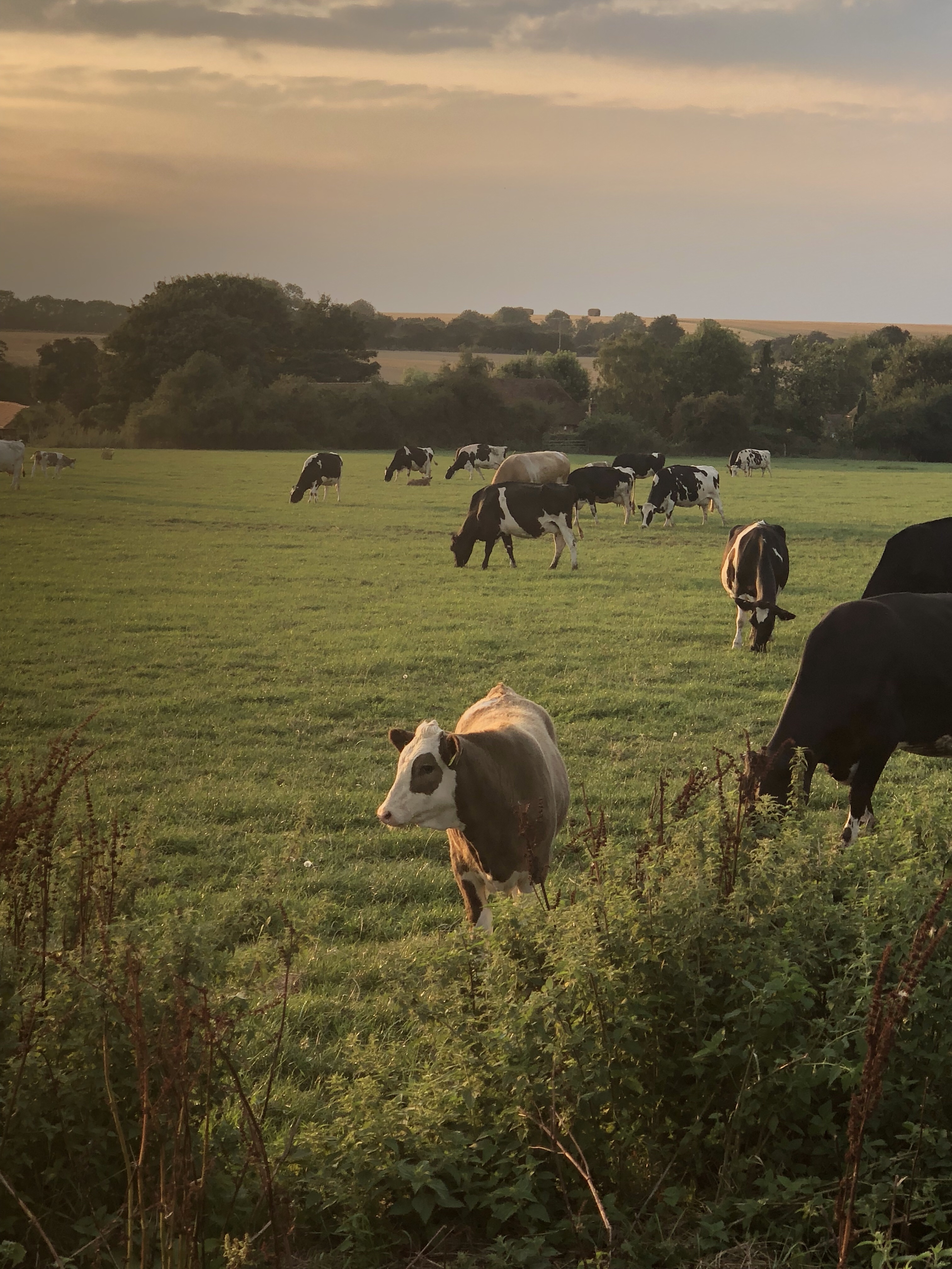 What does the country side offer?