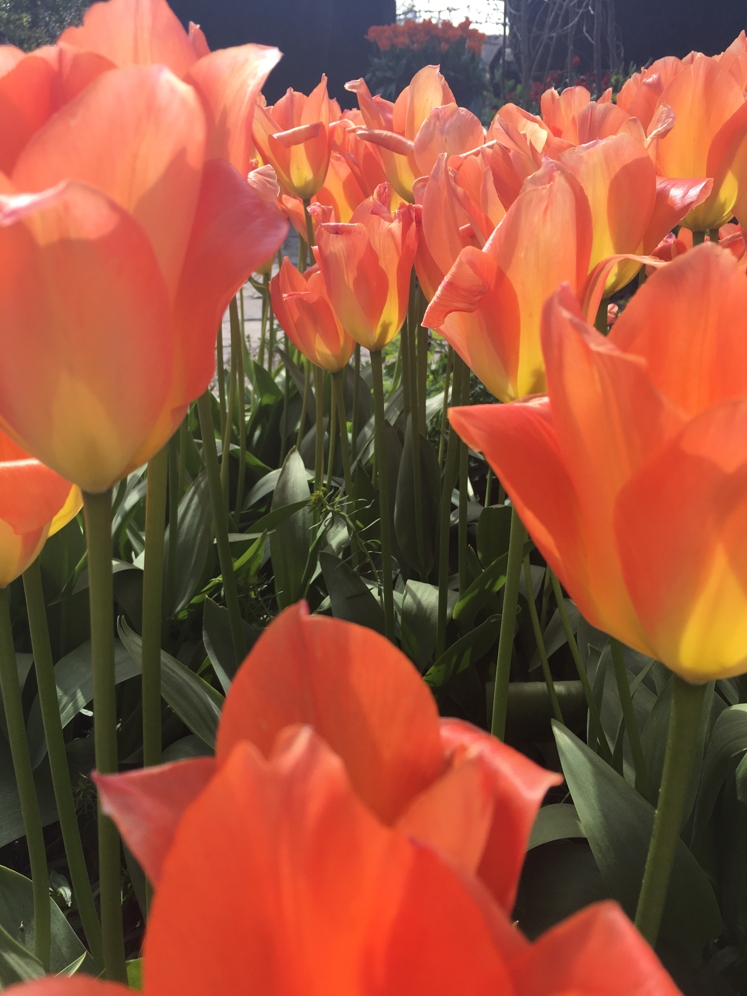 Tulip Trail