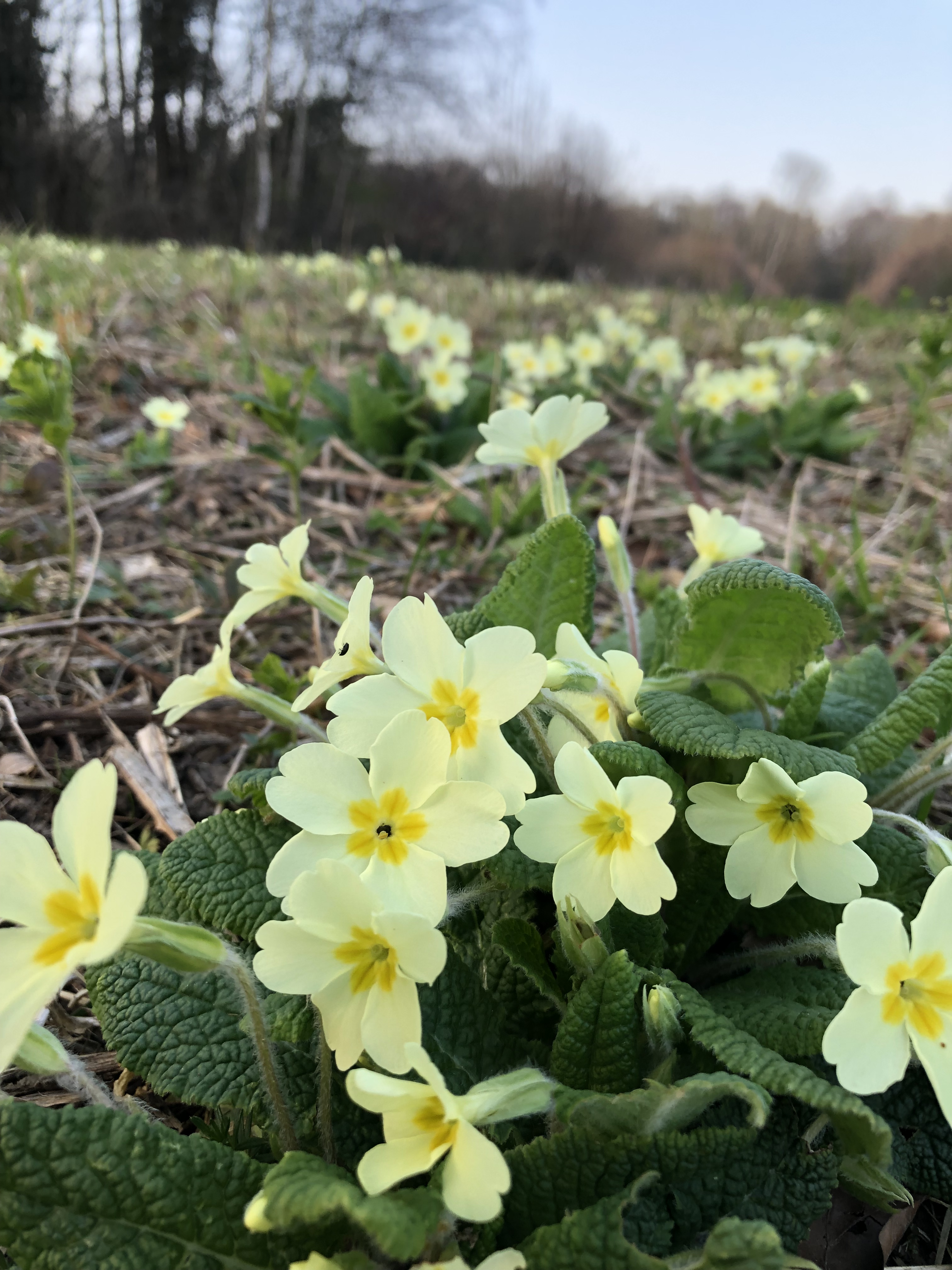 Woodland Wonder