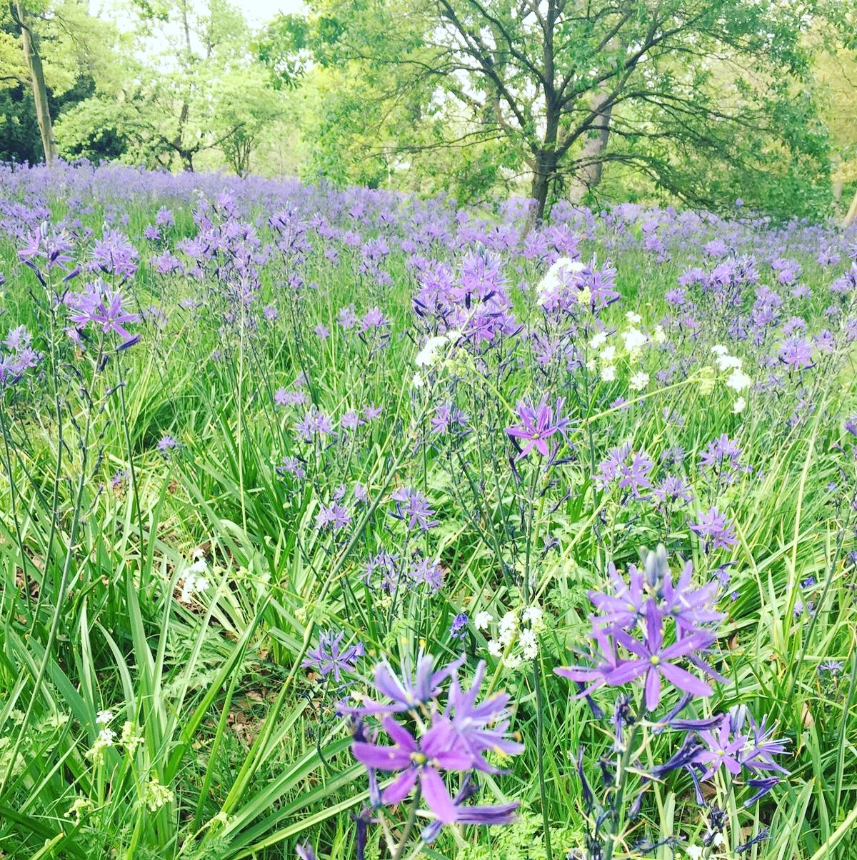 Blue Meadow