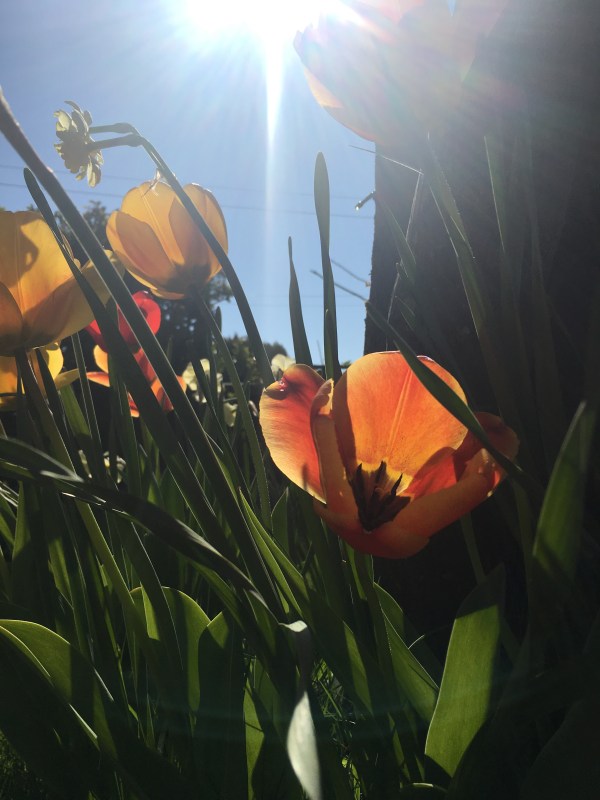 Close Up Spring Flowers Tulips Daffodils