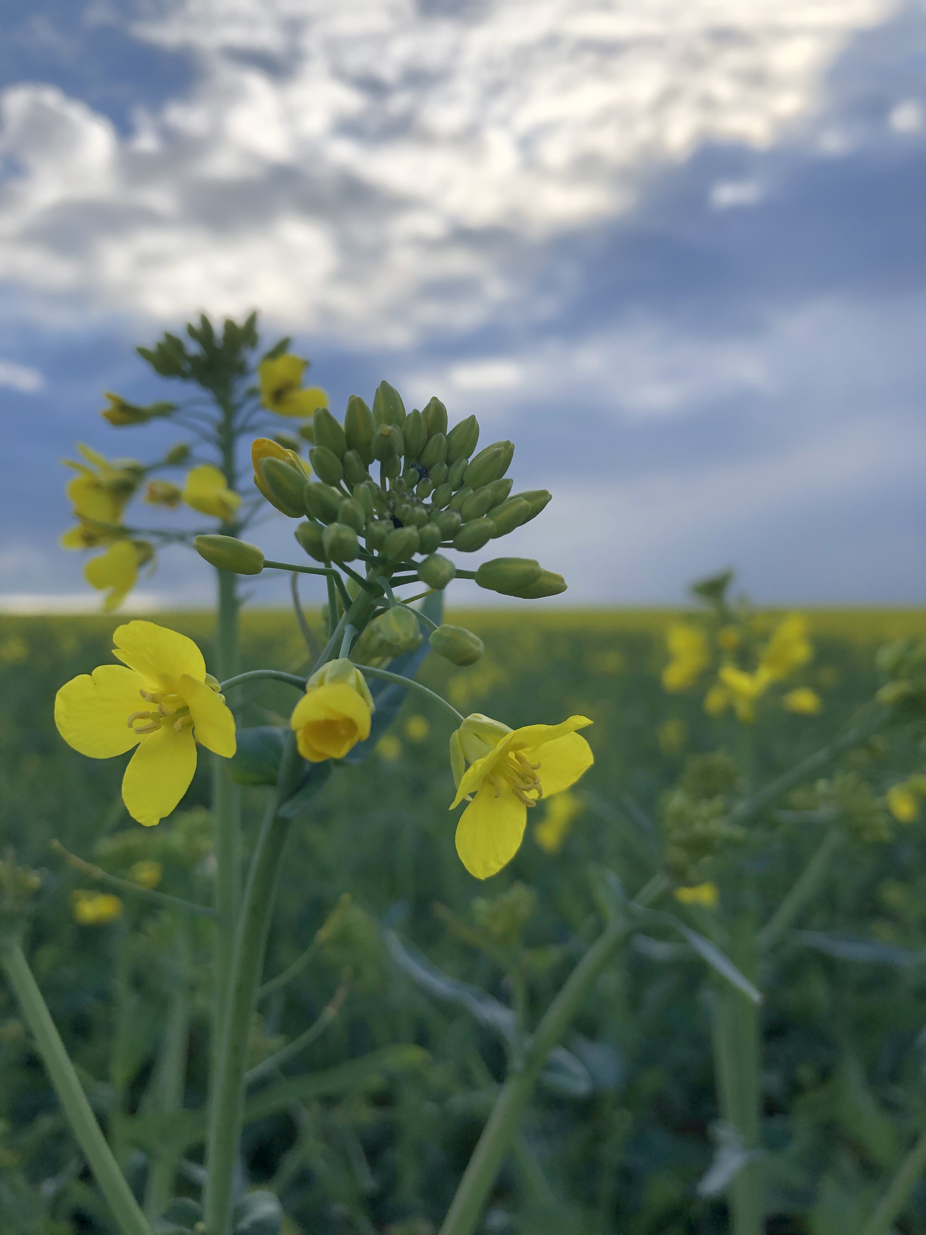 Fields of yellow