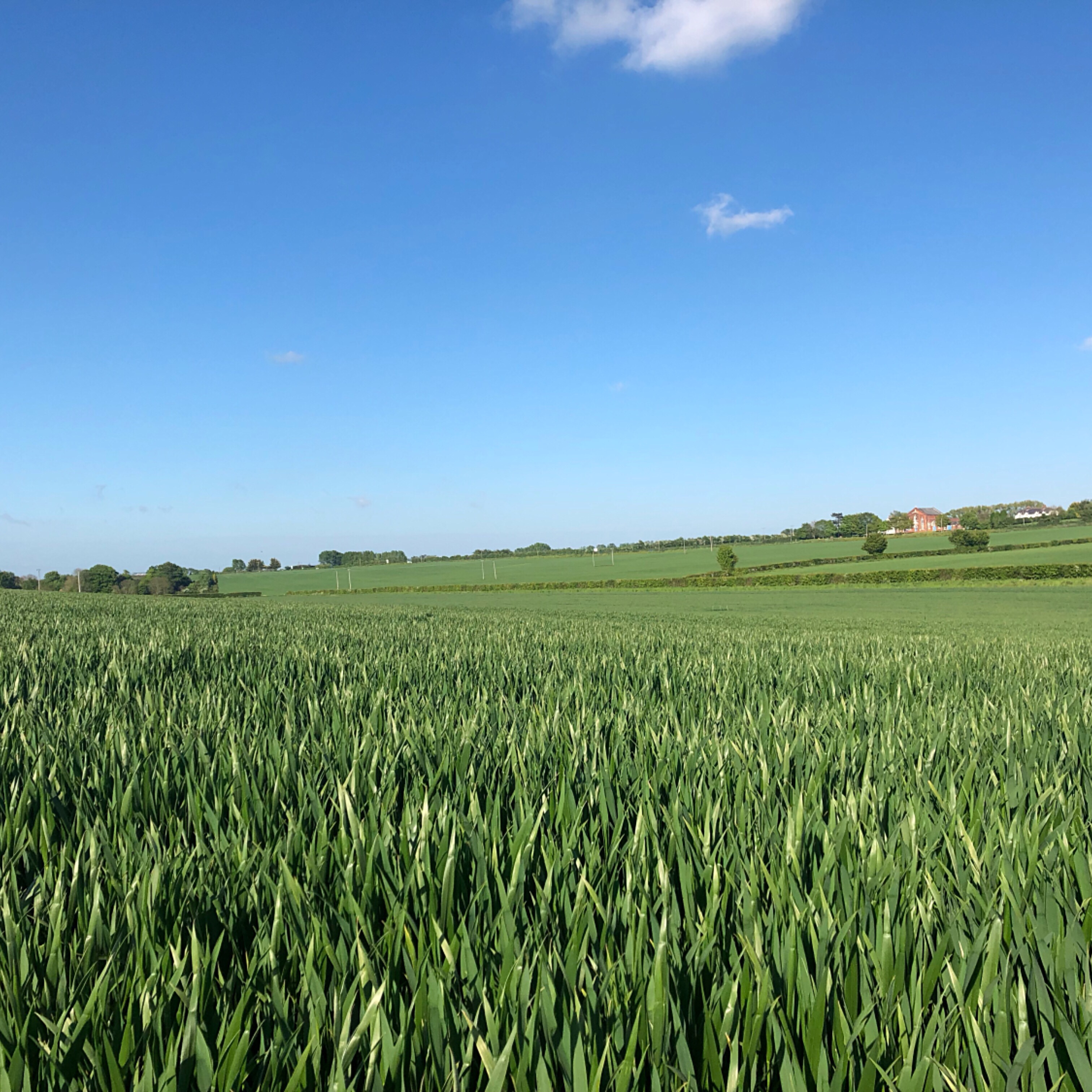 Fields of green