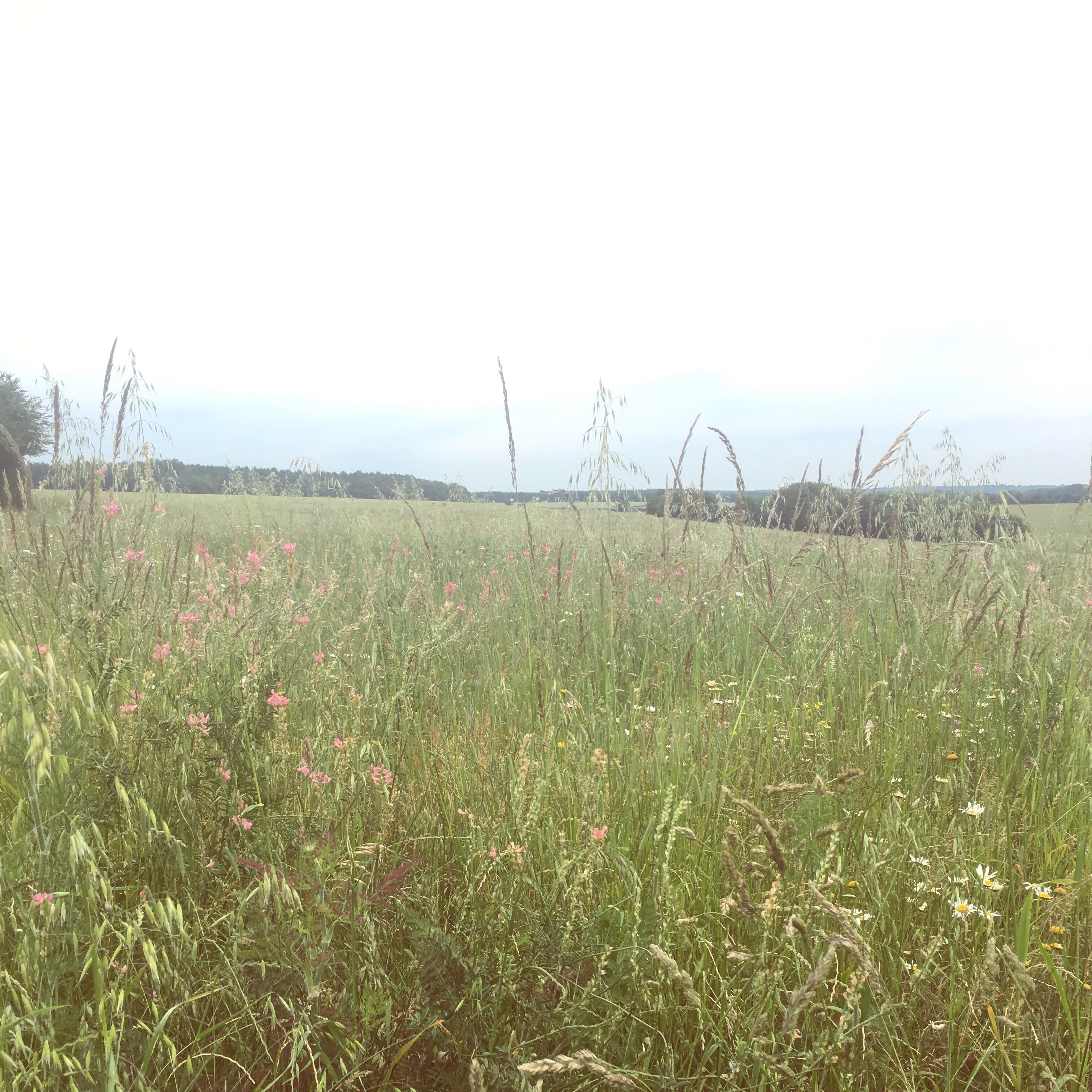 Wildflowers
