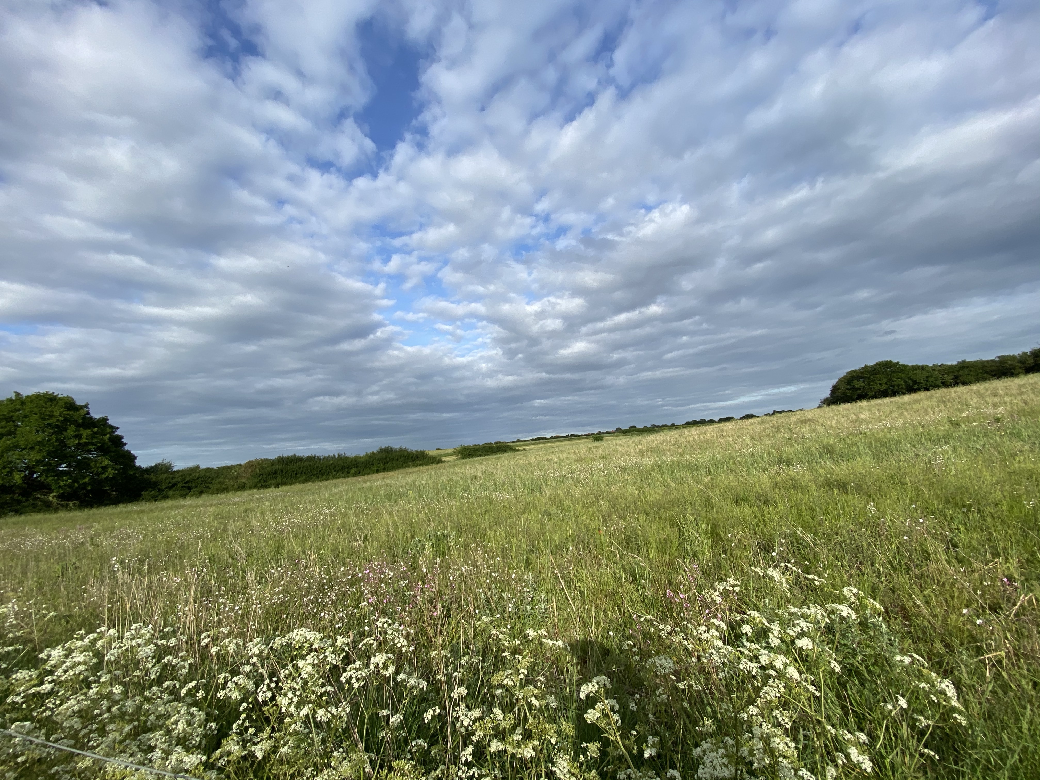 Wild Meadows