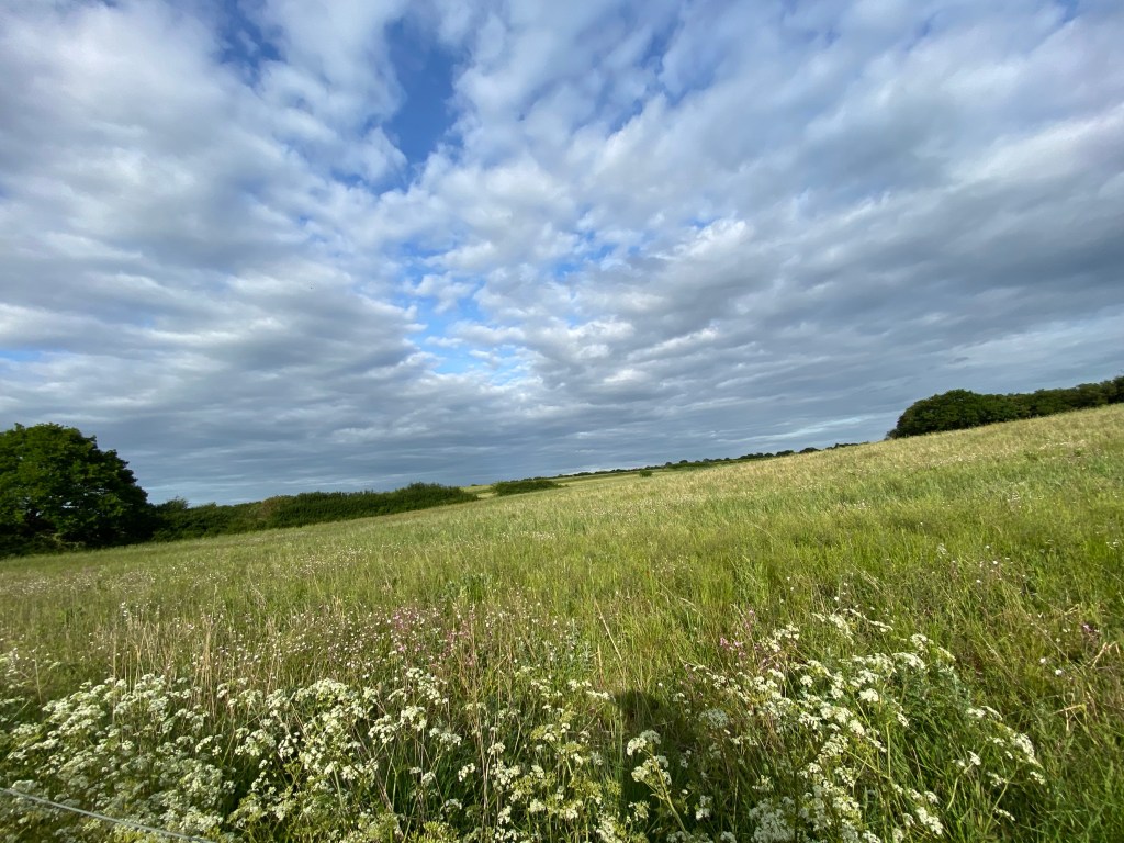 Wild flower meadow in Canterbury Kent 