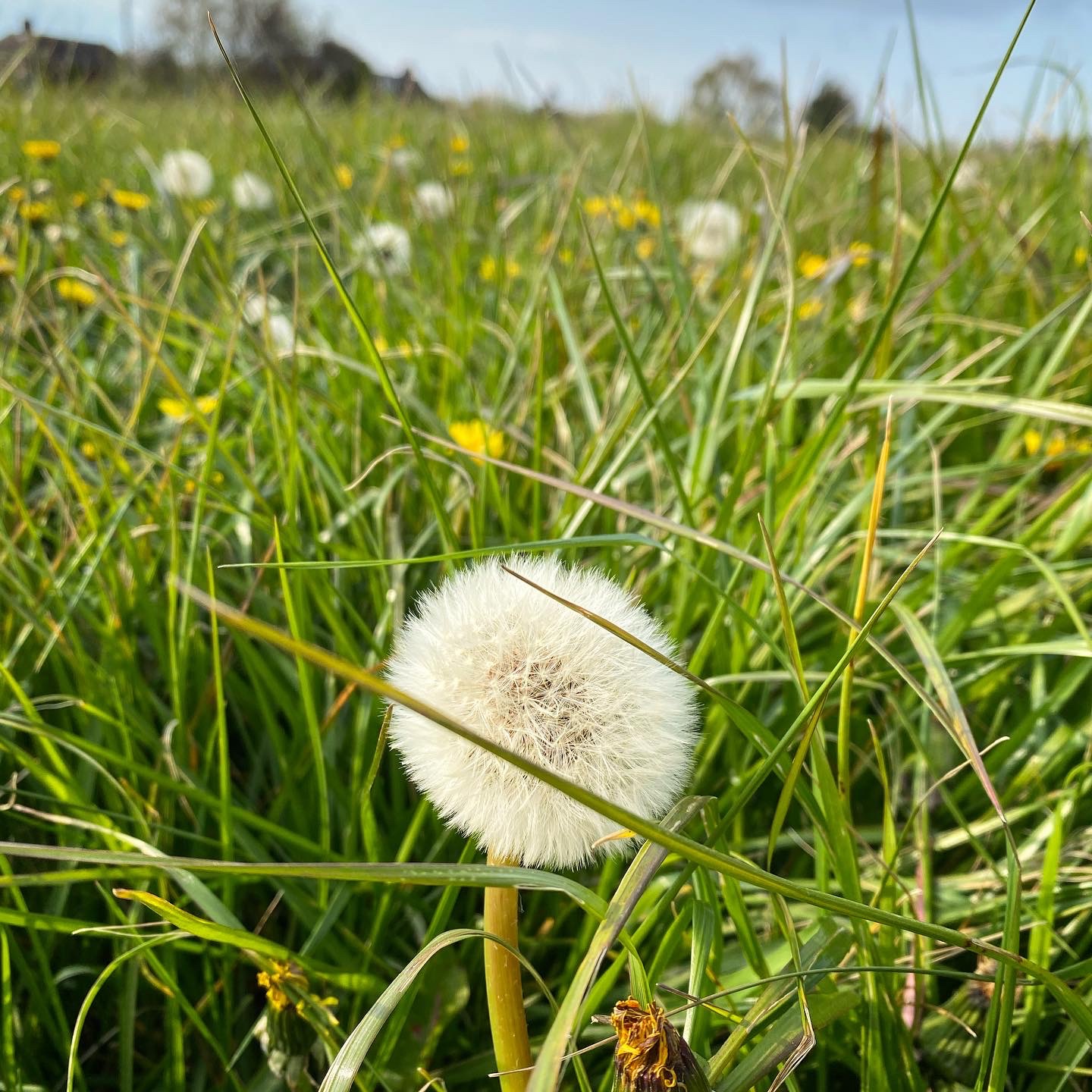 The beautiful ‘clock’ of the dandelion 💛