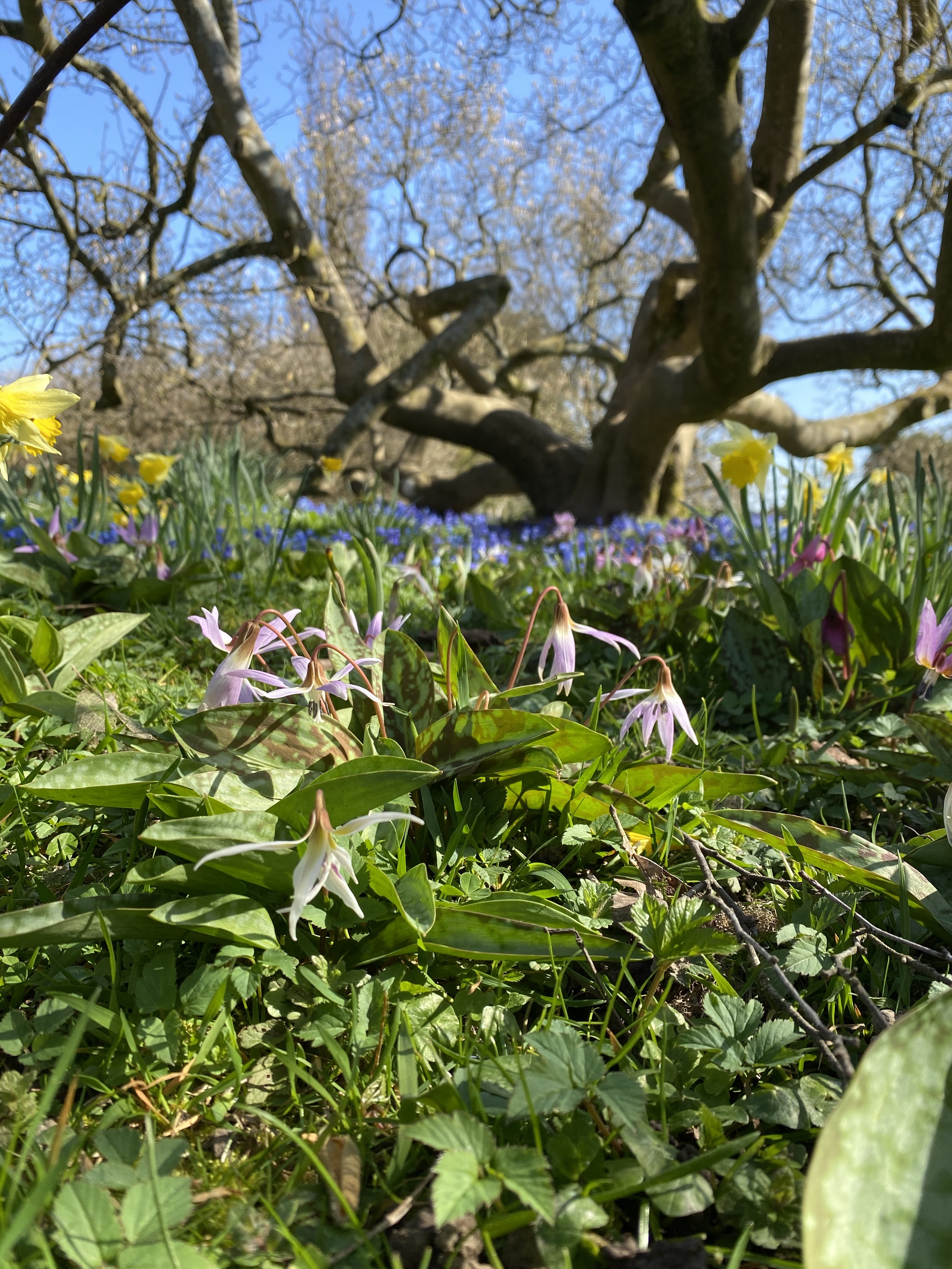 Emmett’s Garden